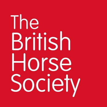 How to keep your horse safe and comfortable in hot weather How to keep your horse safe and comfortable in hot weather